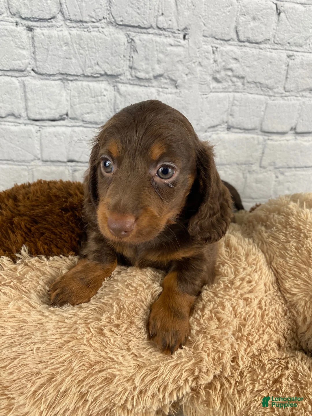 Miniature Dachshund dogs for sale: Molly - Ad 1