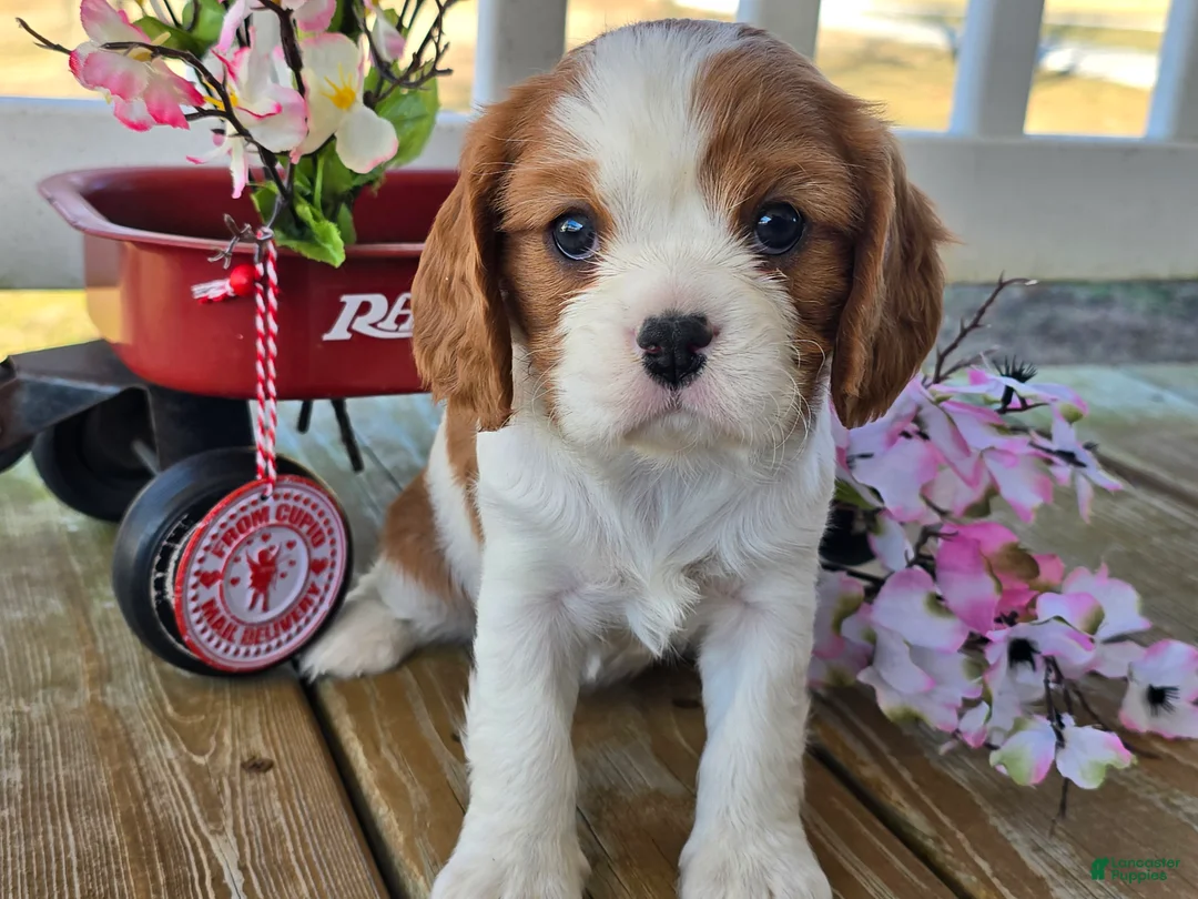 Cavalier King Charles Spaniel dogs for sale: Dolly - Ad 9