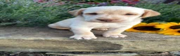 Labrador Retriever dogs for sale: Theo - Ad 5