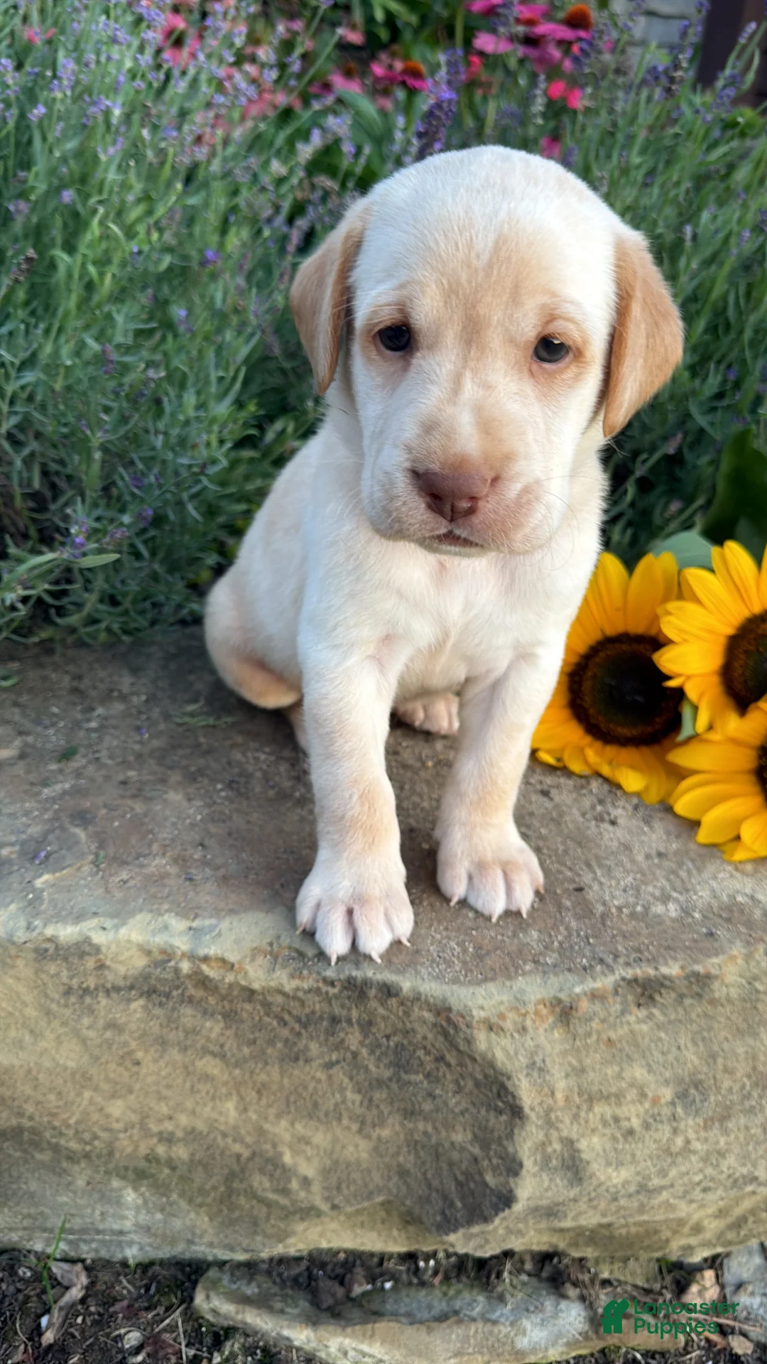 Labrador Retriever dogs for sale: Theo - Ad 5