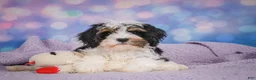 Cavapoo dogs for sale: Duke - Ad 16