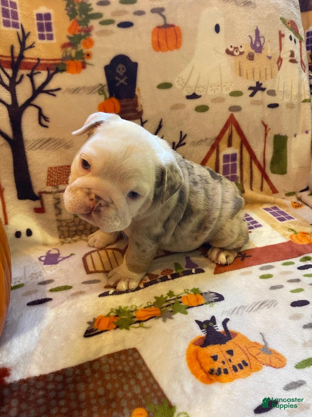 English Bulldog dogs for sale: English Bulldog Puppy 5 - Ad 23