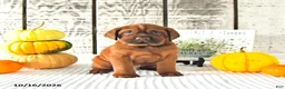 Mini Hippo dogs for sale: Cinnamon - Ad 5