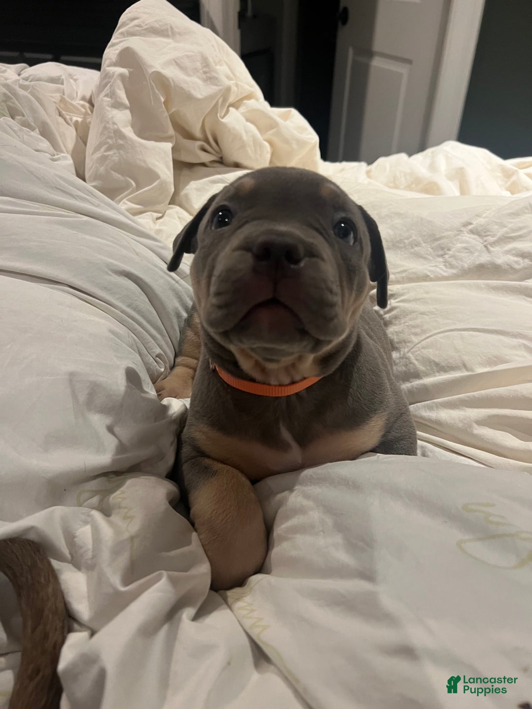 American Bully dogs for sale: Lainey  - Ad 2