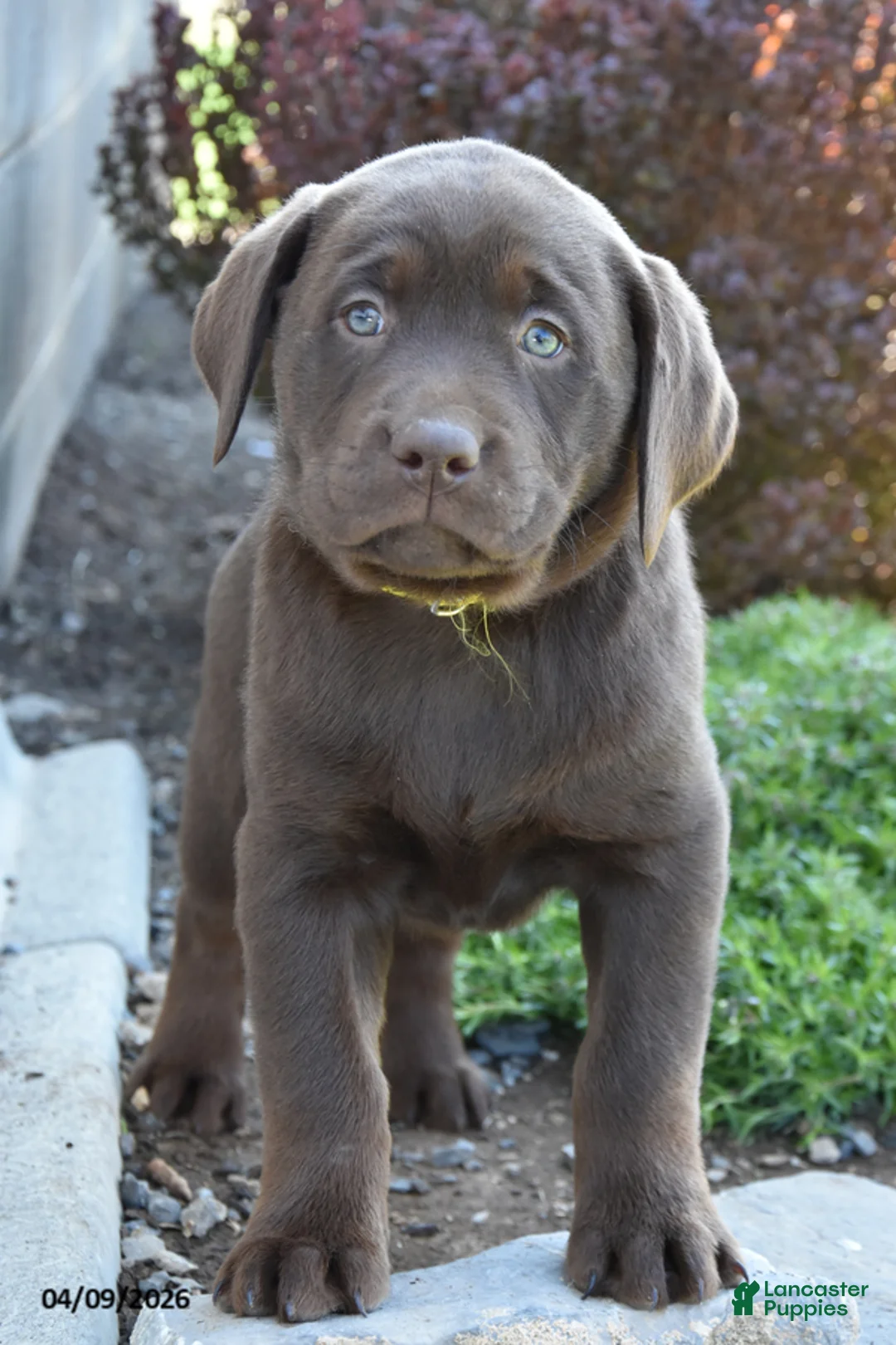 Labrador Retriever dogs for sale: Marvin - Ad 1