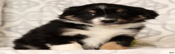 Miniature Australian Shepherd dogs for sale: Jackson - Ad 9