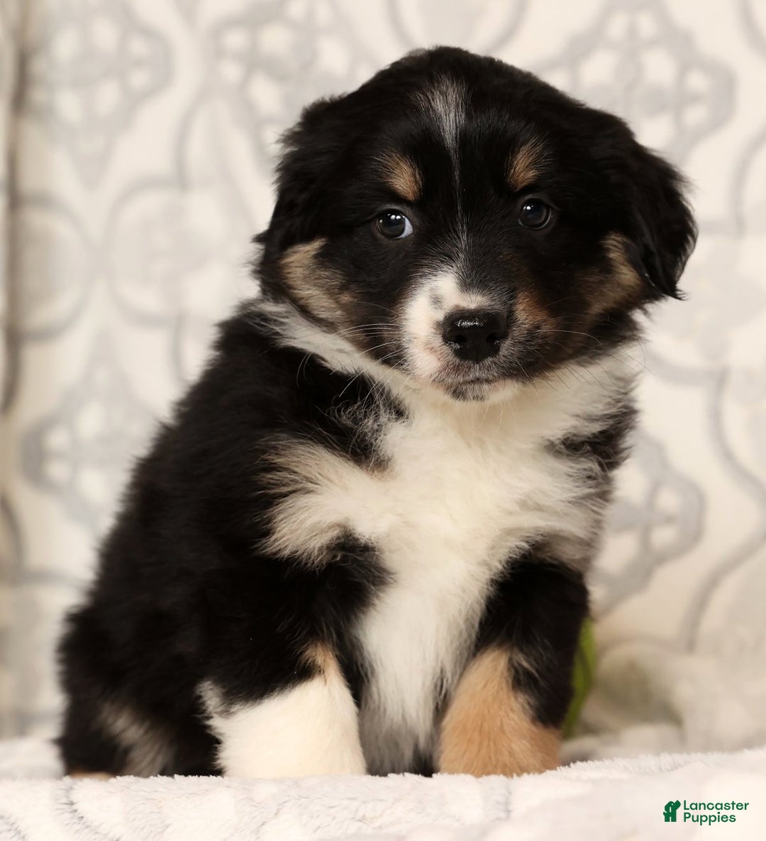 Miniature Australian Shepherd dogs for sale: Jackson - Ad 9