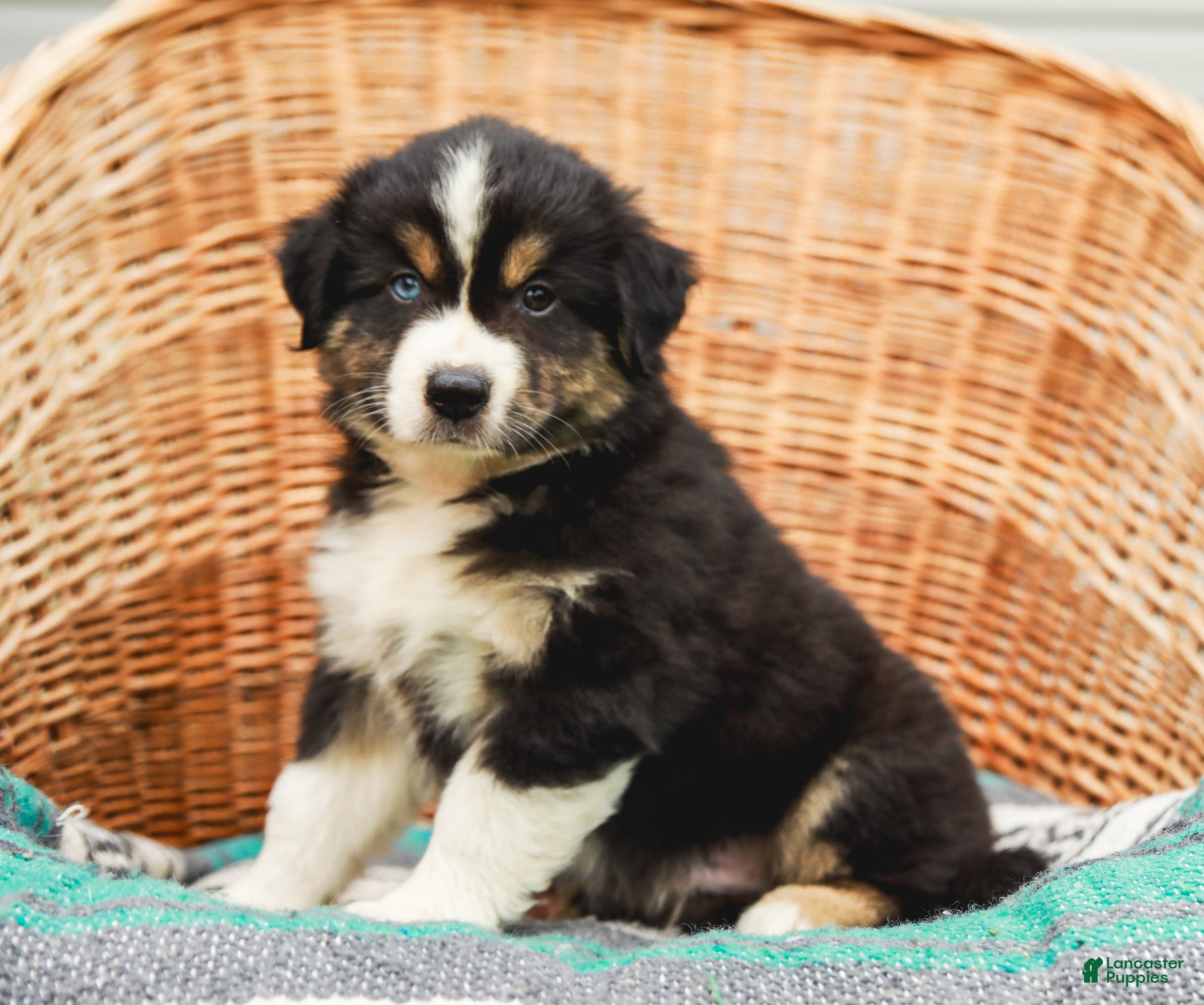 Miniature Australian Shepherd dogs Brody - Ad 1