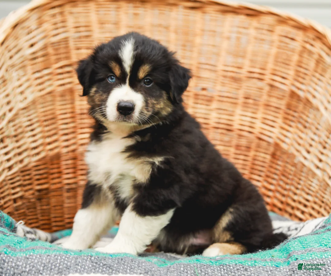 Miniature Australian Shepherd dogs for sale: Brody - Ad 1