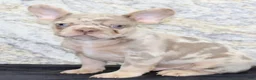 French Bulldog dogs for sale: Ernie Male AKC French Bulldog - Ad 3