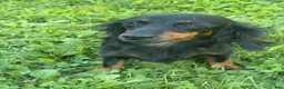 Miniature Dachshund dogs for sale: Cappuccino  - Ad 7