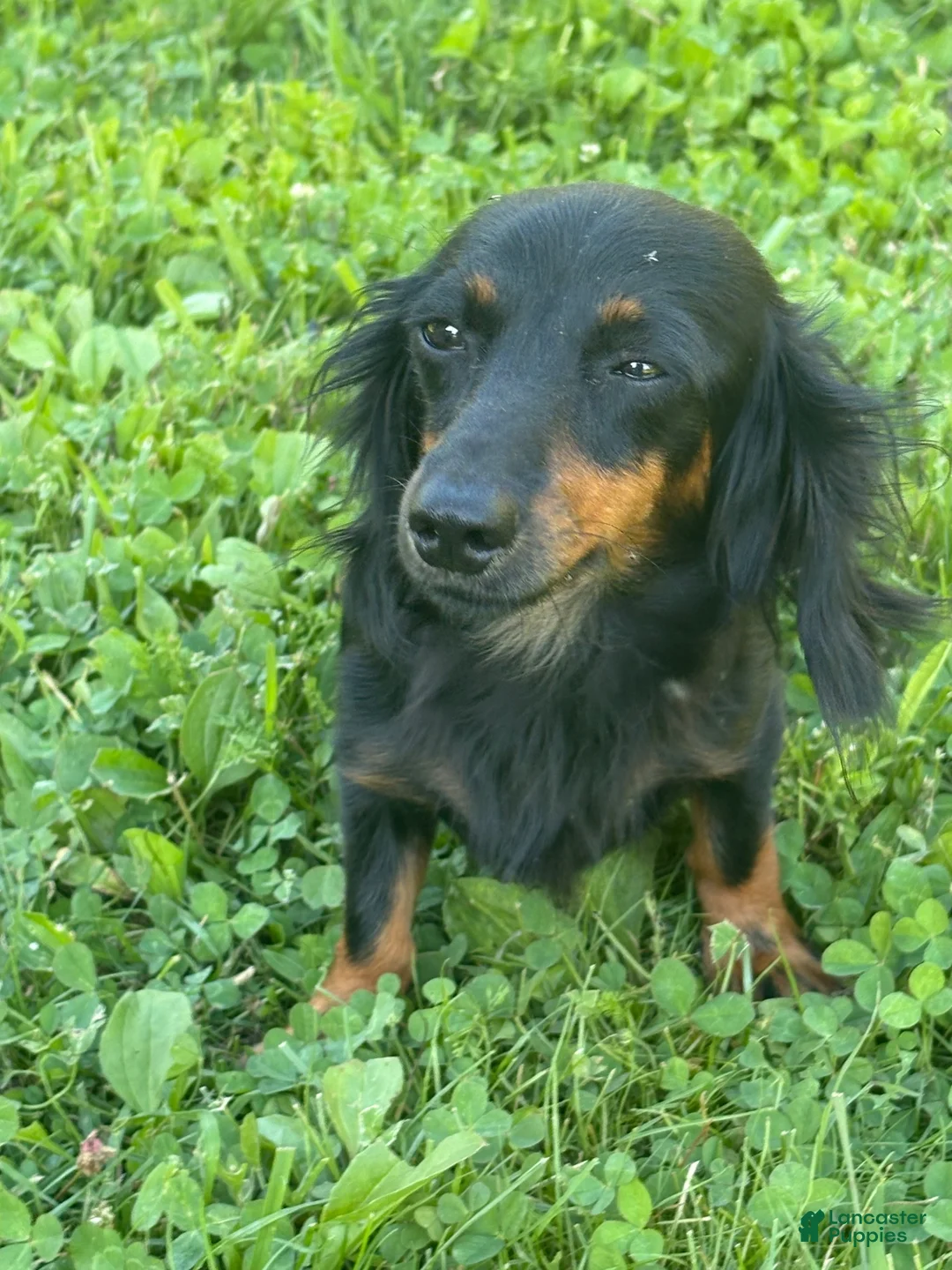 Miniature Dachshund dogs for sale: Cappuccino  - Ad 7