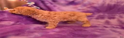 Mixed Breed dogs for sale: Bella - Ad 2