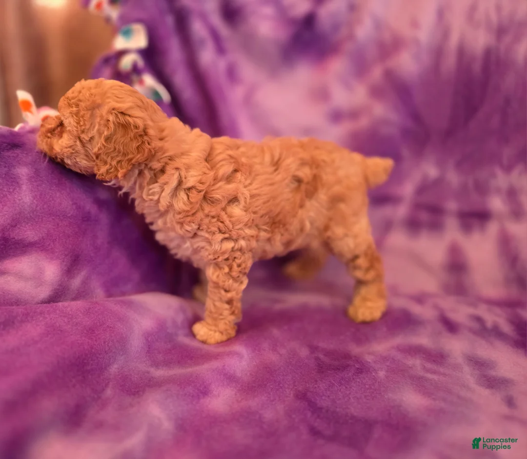 Mixed Breed dogs for sale: Bella - Ad 2