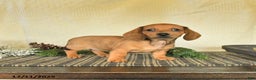Dachshund dogs for sale: Roxie - Ad 1