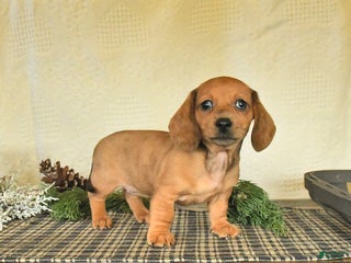 Dachshund dogs Roxie - Ad 3