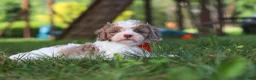 Cavapoo dogs for sale: Chase - Ad 4
