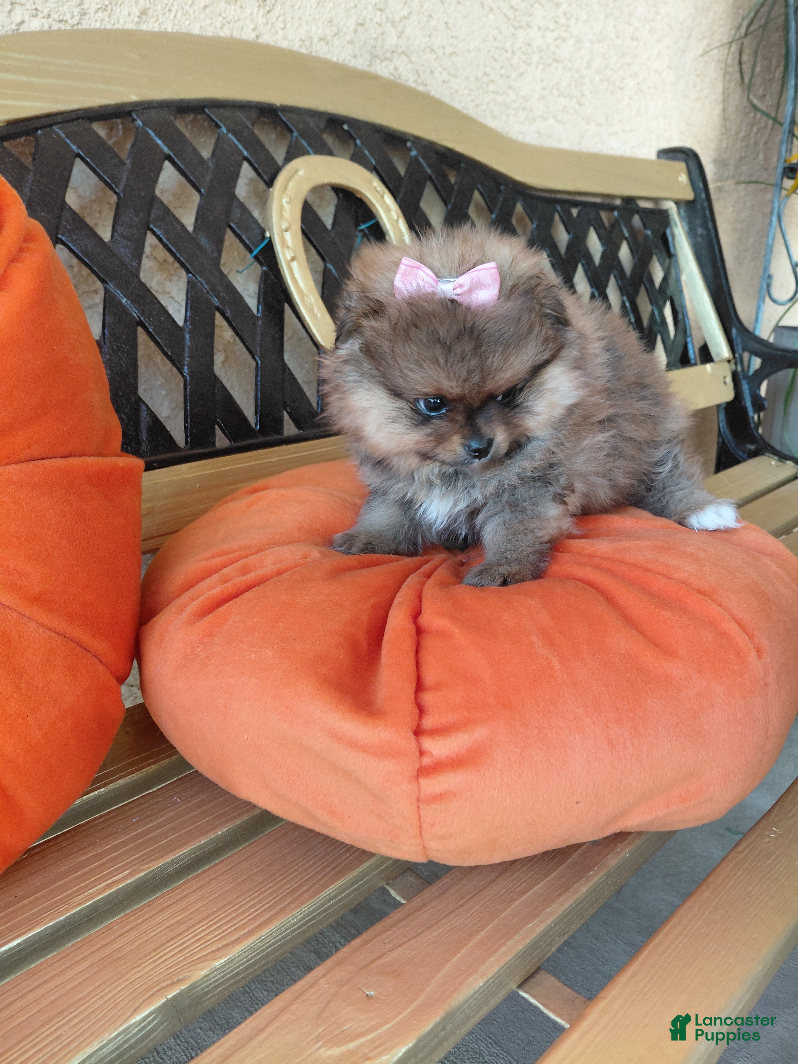Pomeranian dogs Monchi - Ad 17