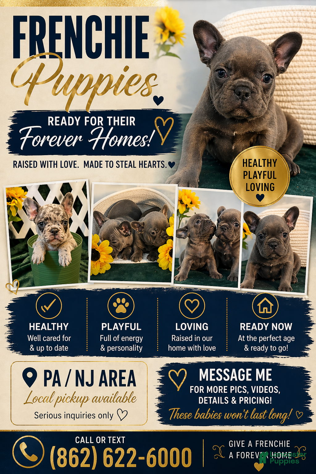 French Bulldog dogs LIZZO - Ad 1