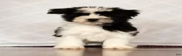 Havanese dogs for sale: Scott - Ad 2