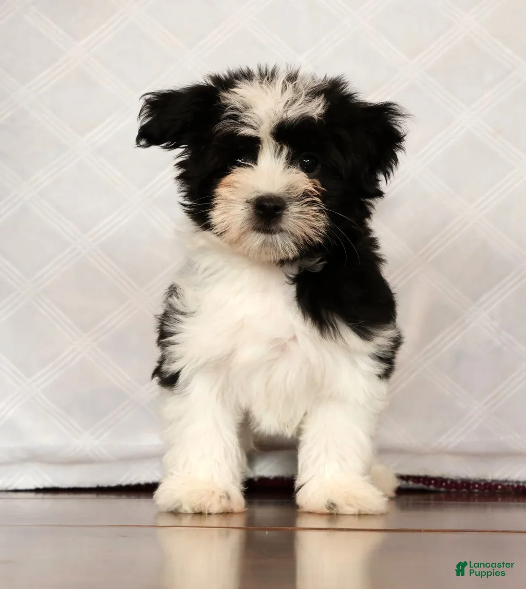 Havanese dogs for sale: Scott - Ad 2