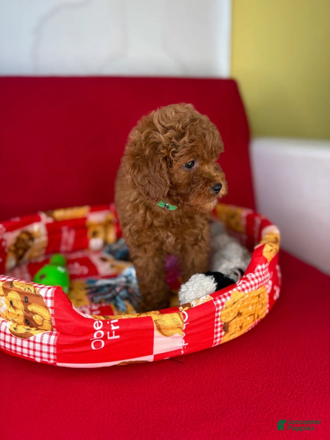 Toy Poodle dogs for sale: Dark Red Female Toy Poodle(Lucy) - Ad 5