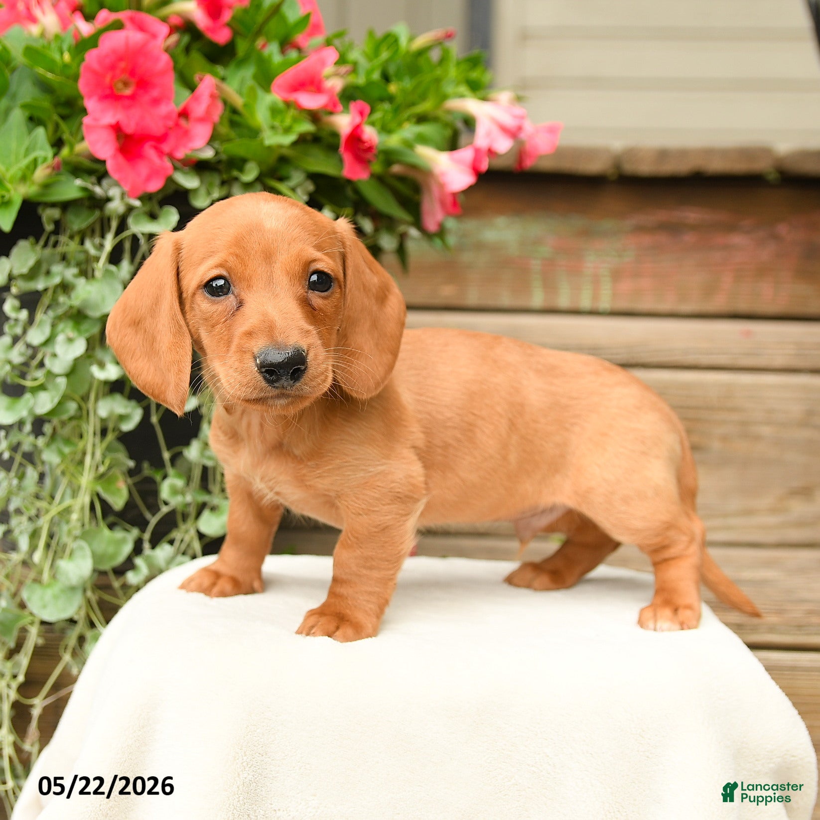 Dachshund dogs Shane - Ad 1