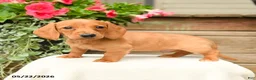 Dachshund dogs for sale: Shane - Ad 1