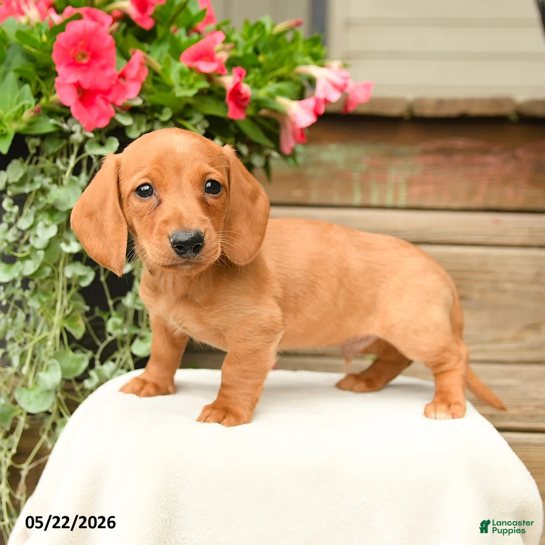 Dachshund dogs for sale: Shane - Ad 1