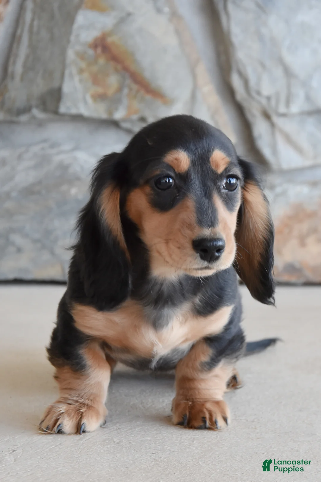 Miniature Dachshund dogs for sale: Addalyn - Ad 4