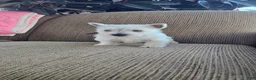 West Highland Terrier dogs for sale: Tiana - Ad 1