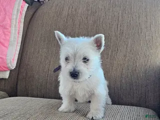 West Highland Terrier dogs for sale: Tiana - Ad 1