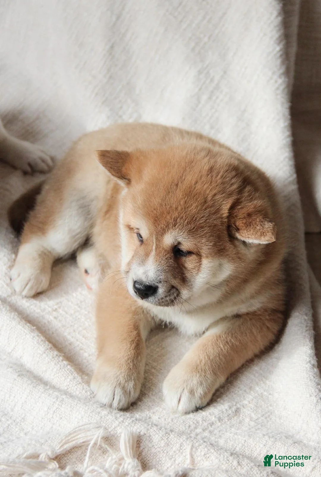 Mixed Breed dogs for sale: Fraser - Ad 2