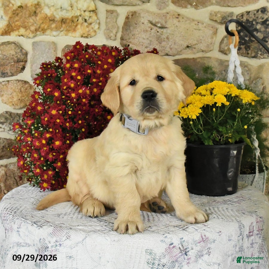 Golden Retriever dogs Buck - Ad 2