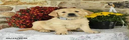 Golden Retriever dogs for sale: Buck - Ad 2