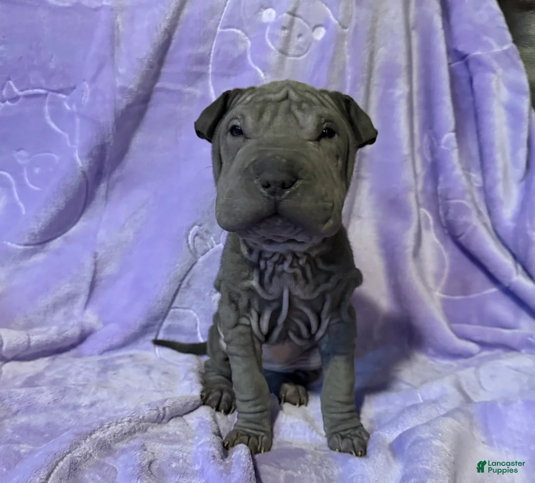 Shar Pei dogs for sale: Cinderella - Ad 1