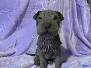Shar Pei dogs Cinderella - Ad 1