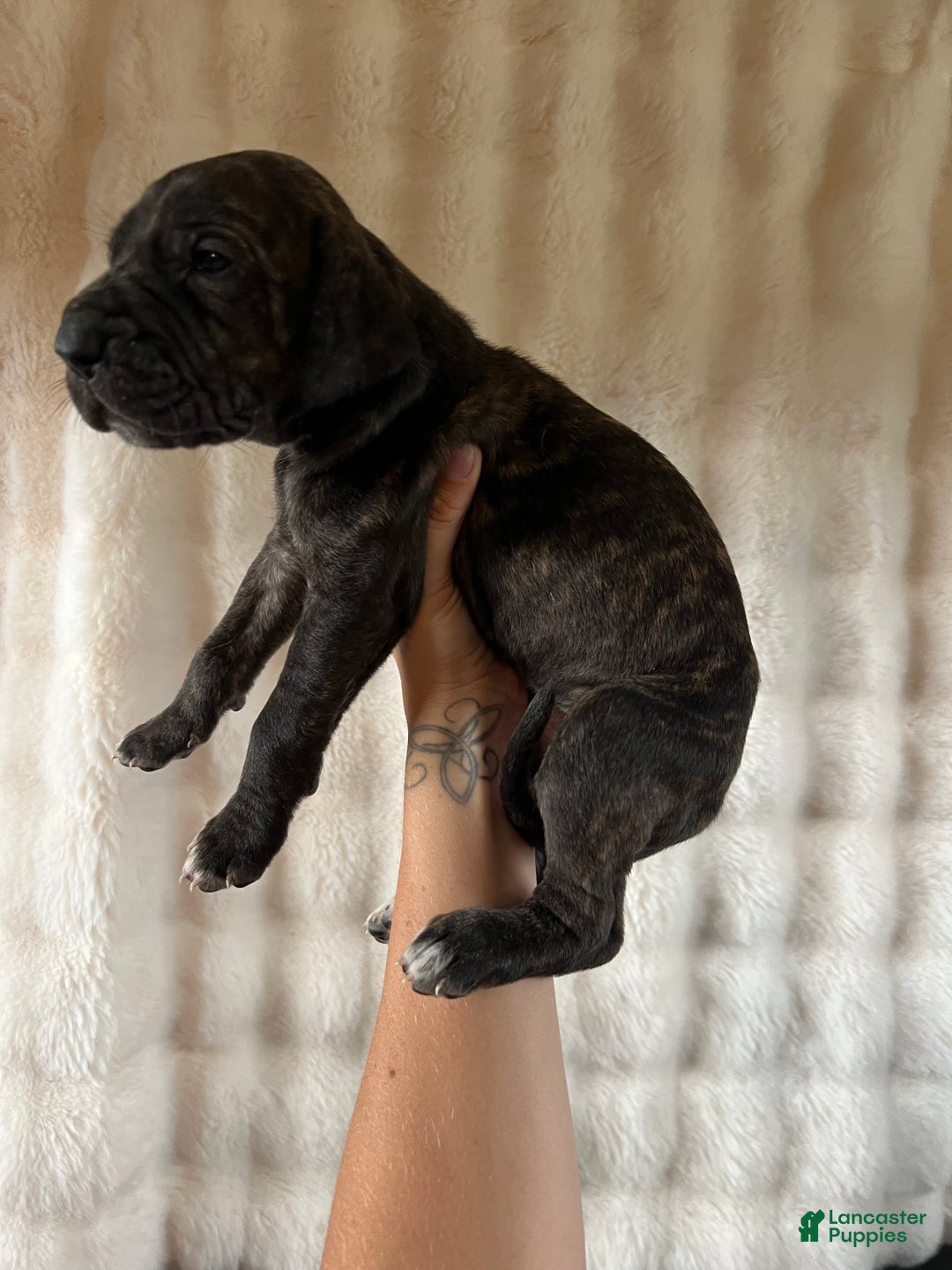 Great Dane dogs for sale: Sassy - Ad 1