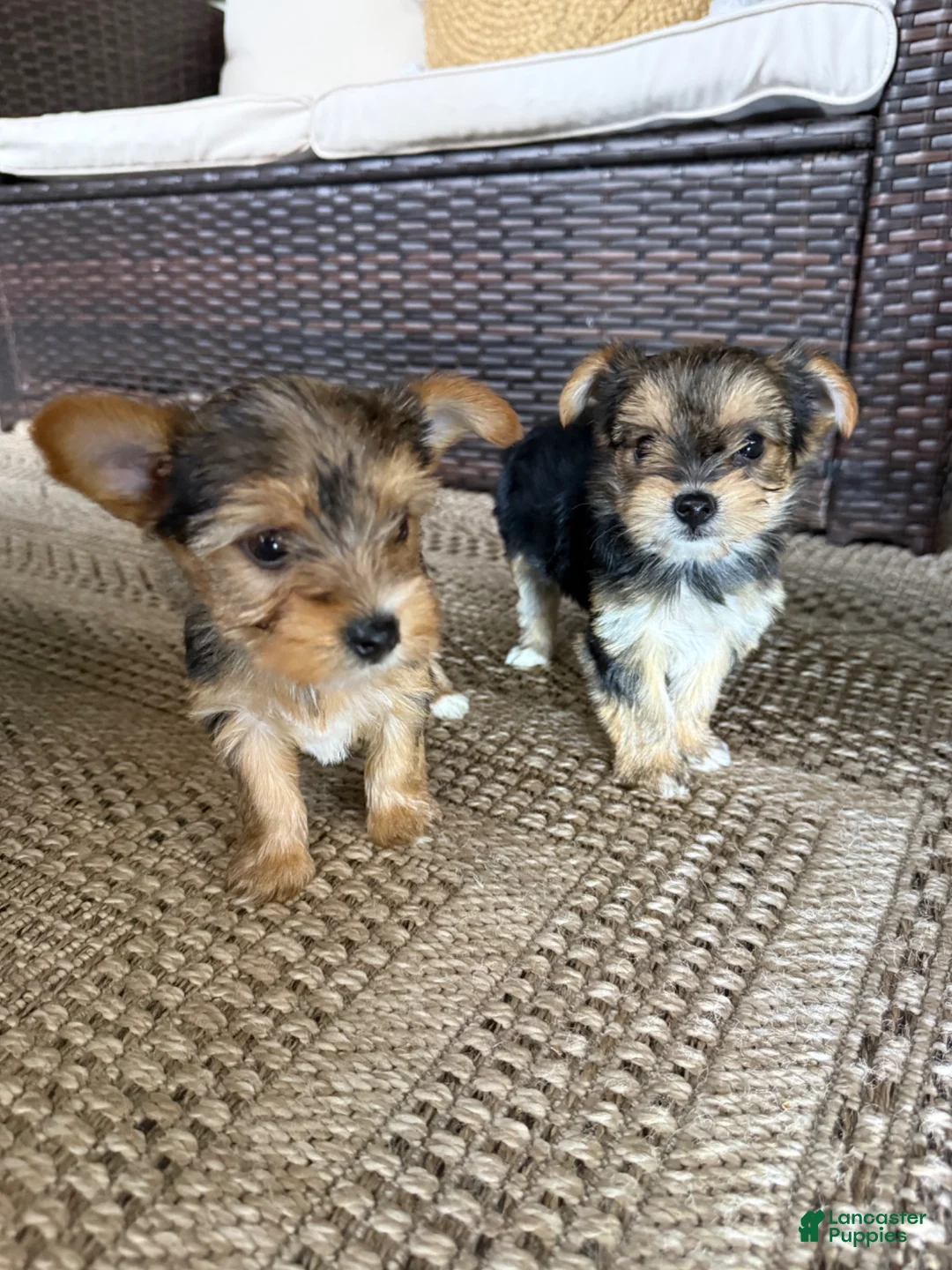 Yorkshire Terrier dogs for sale: Yorkshire Terrier Puppy 2 - Ad 2