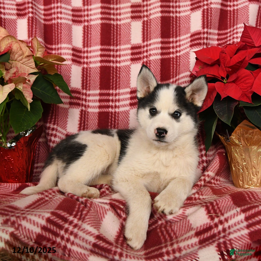 Pomsky dogs for sale: Snowflake - Ad 2
