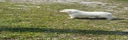 Great Pyrenees dogs for sale: Mrs Pink - Ad 6