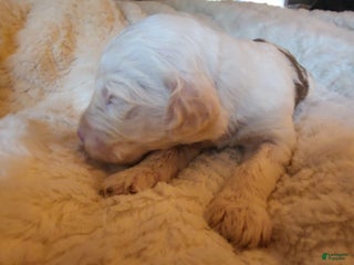 Mixed Breed dogs Grayson - Ad 18