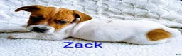 Jack Russell Terrier dogs for sale: Jack Russell Terrier Puppy 1 - Ad 2