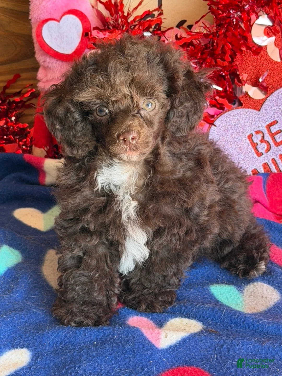 Toy Poodle dogs for sale: Cocoa - Ad 2