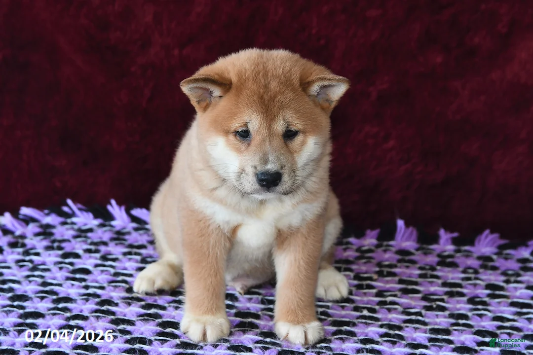 Shiba Inu dogs for sale: Luke - Ad 4