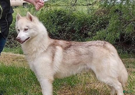 Siberian Husky dogs for sale: Zant - Ad 6