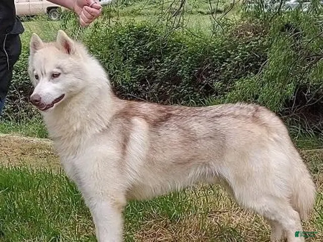 Siberian Husky dogs for sale: Zant - Ad 6