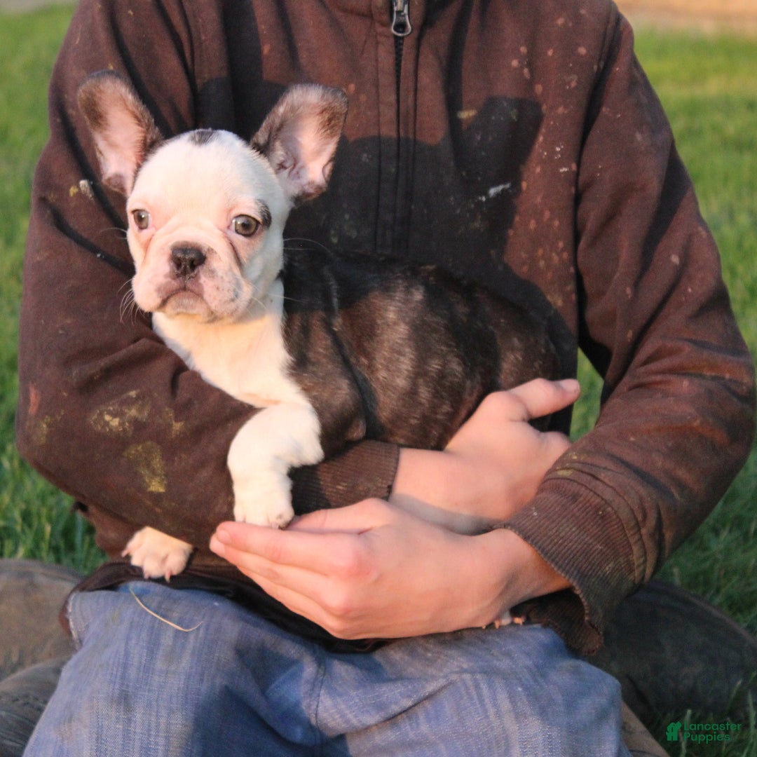 French Bulldog dogs for sale: Hazel - Ad 1