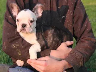 French Bulldog dogs Hazel - Ad 27