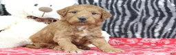 Mini Goldendoodle dogs for sale: Mindy - Ad 3